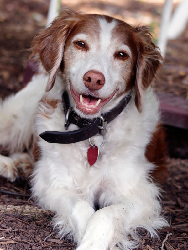 brown dog smiling