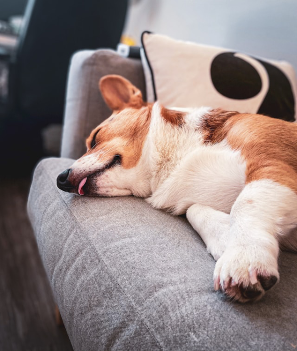 Dog on dog_couch