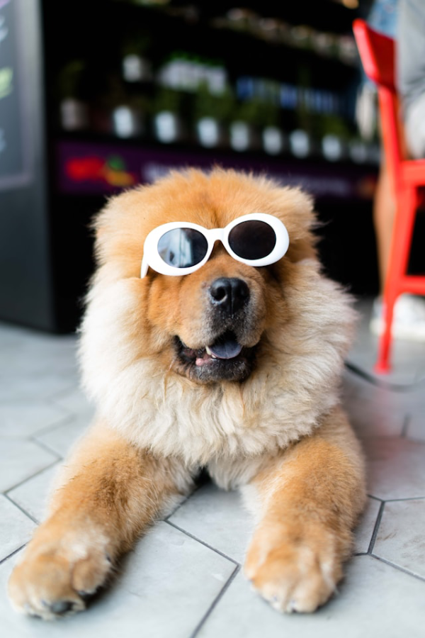 Dog in white sunglasses