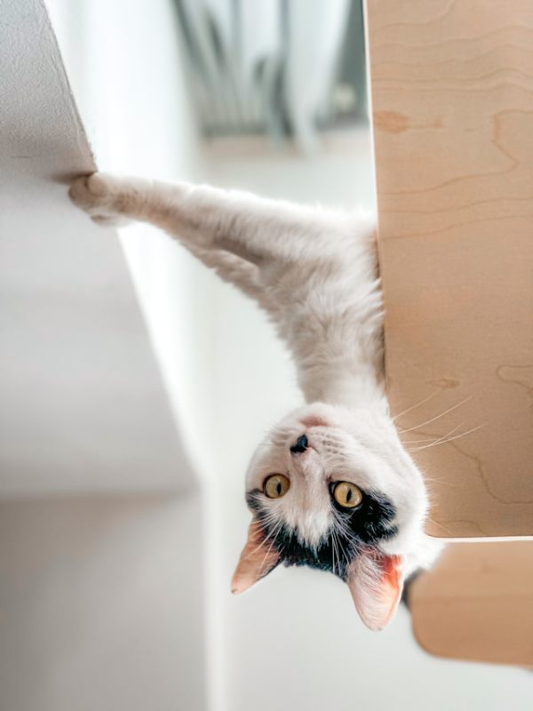cat hanging upside down