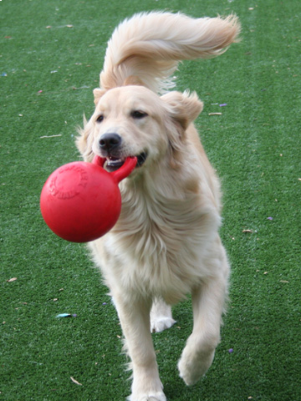 lab with red ball