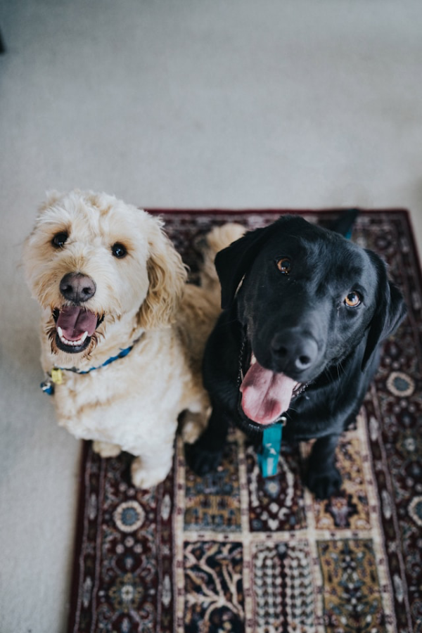 two dogs smiling