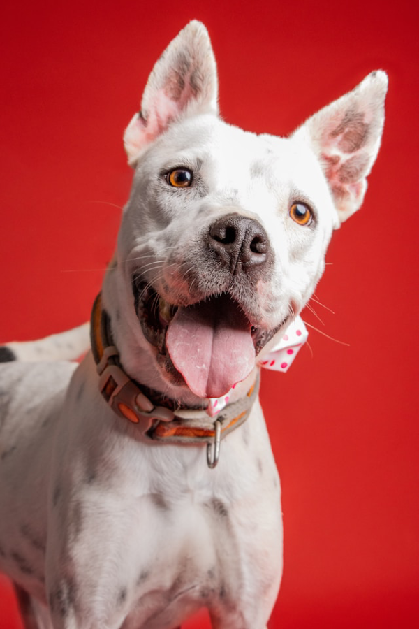 white pitbull with bowtie