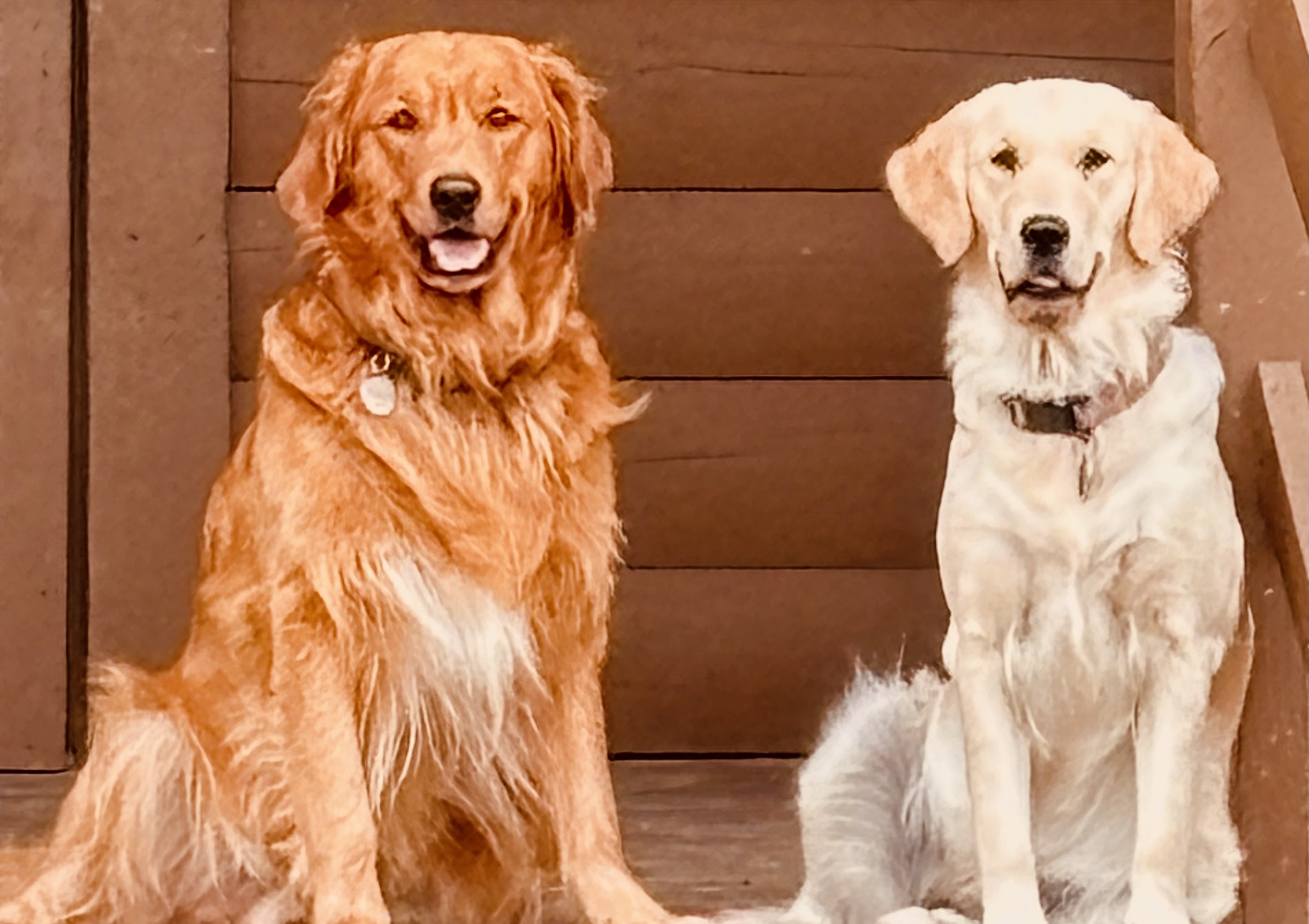 two retrievers