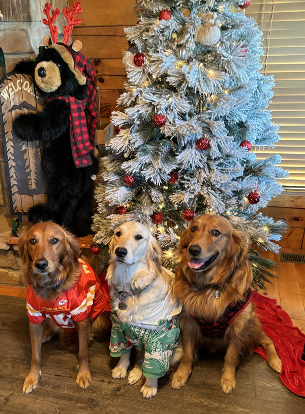 dogs at Christmas