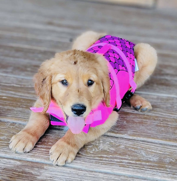 puppy in pink vest