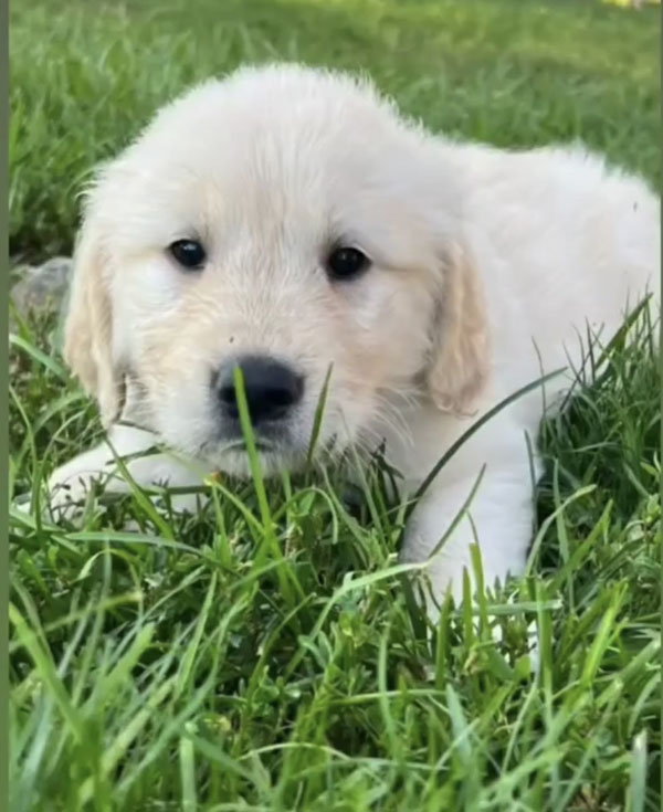 white retriever puppy