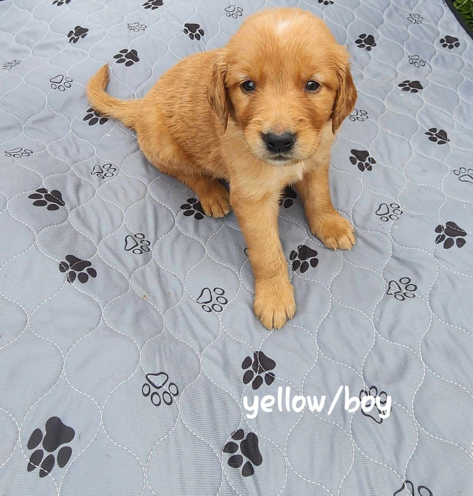 boy puppy
