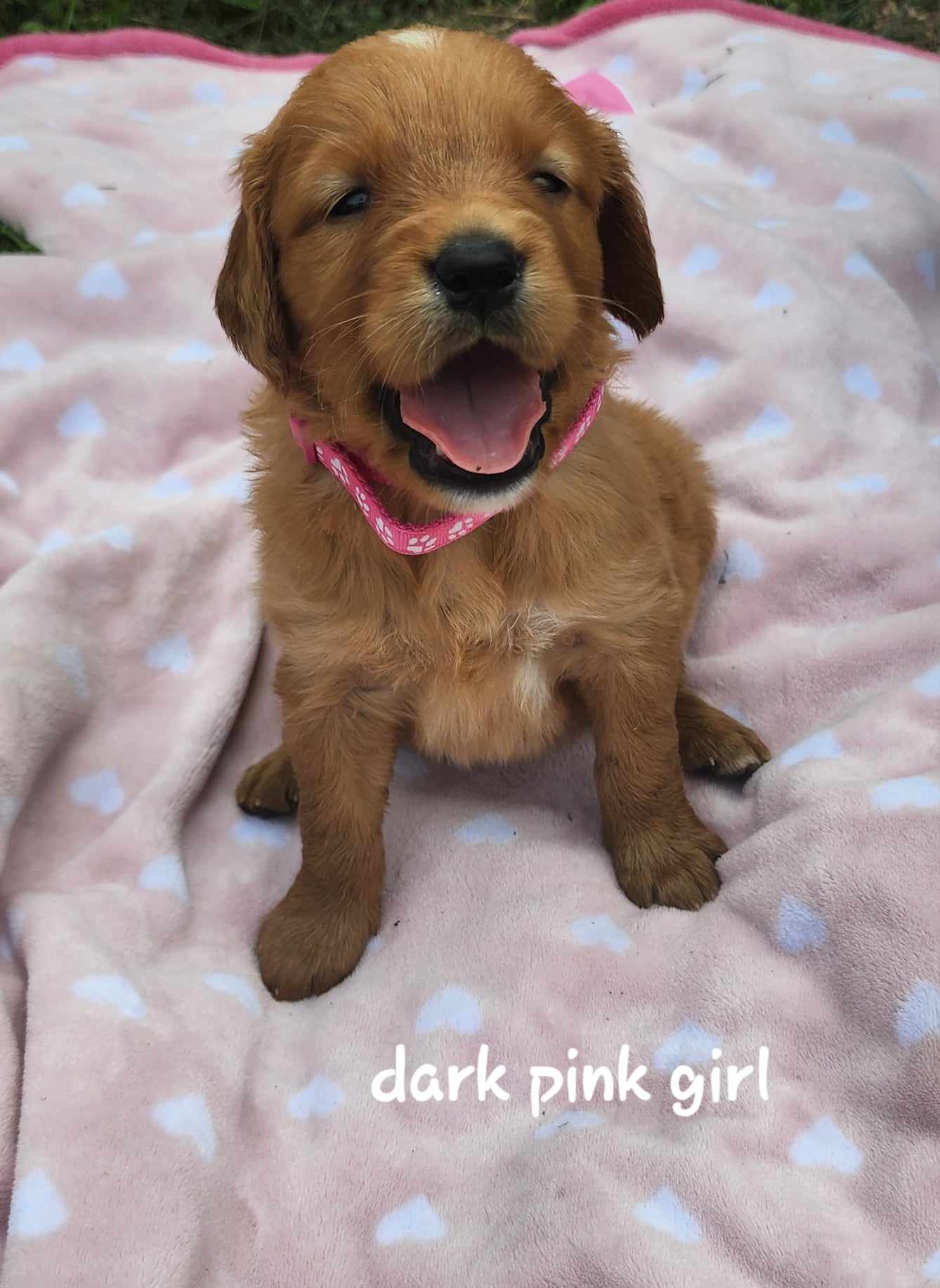girl puppy