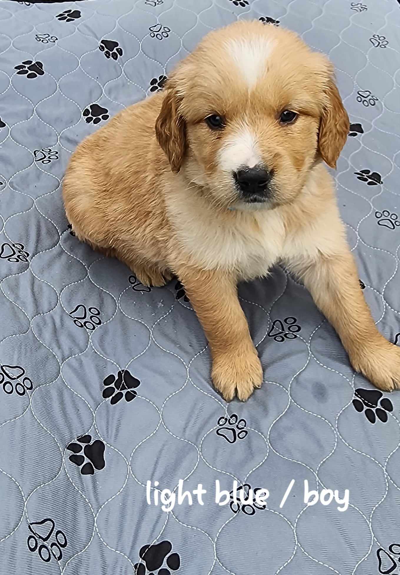 boy puppy two